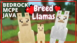 How to Breed Llamas in Minecraft  Java Bedrock and MCPE [upl. by Erdeid]