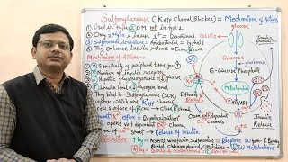 Diabetes Mellitus Part10 Mechanism of Action of Sulfonylurease  Antidiabetic Drugs  Diabetes [upl. by Godliman607]