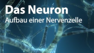 Das Neuron  Aufbau einer Nervenzelle [upl. by Aicercal386]