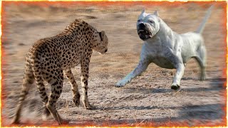 Dogo Argentino VS Cheetah [upl. by Rawden]