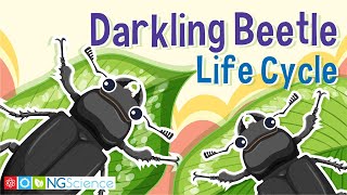 Darkling Beetle Mealworm Life Cycle [upl. by Eiramadnil]