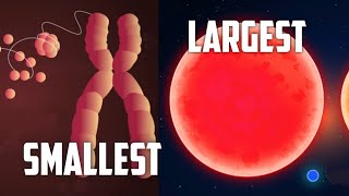 Size of the universe  Smallest to the Largest [upl. by Ardnatal]