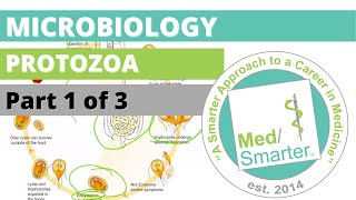 Protozoa  Microbiology  USMLE STEP 1  Part 1 of 3 [upl. by Acker]