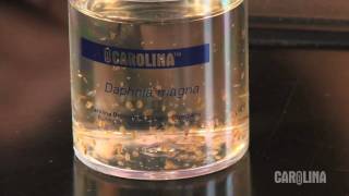 How to Care for Daphnia [upl. by Nitin]