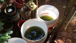 How to grow Green Water Algae [upl. by Hollingsworth407]