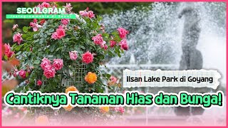 SEOULGRAM International Horticulture Goyang di Ilsan Lake Park [upl. by Eilyac]