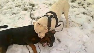 Rottweiler VS Dogo Argentino [upl. by Oiuqise]