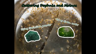 How To Culture Daphnia and Moinas using Green Water Spirulina powder [upl. by Etteoj]