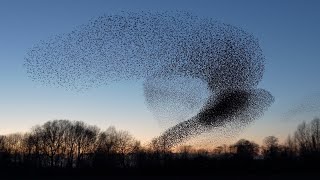 Starling murmuration 2020 Geldermalsen [upl. by Burhans]