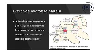 INMUNOLOGÍA  TEMA MECANISMOS DE EVASIÓN [upl. by Kennith]