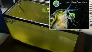 Raising Daphnia for the Freshwater Aquarium [upl. by Ellegna]