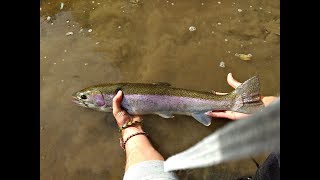 Ohio Steelhead fishingChagrin river [upl. by Nylac320]