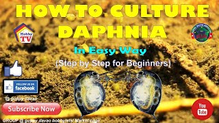 HOW TO CULTURE DAPHNIA In Easy Way [upl. by Elakram506]