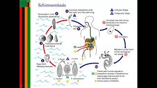 schistosomiasis LIFE CYCLE [upl. by Kcira201]