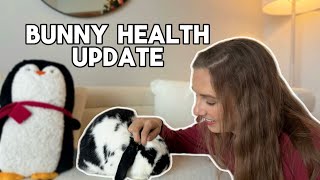 Denzels Diagnosis amp Health Update  E Cuniculi in Rabbits [upl. by Euqnom875]